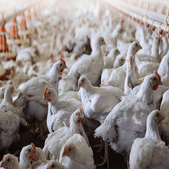 broiler-breed-poultry-farm-chicks-2.webp