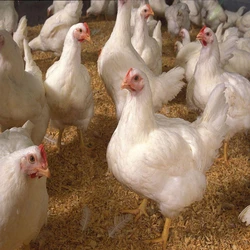 Broiler Breed Poultry Farm Chicks