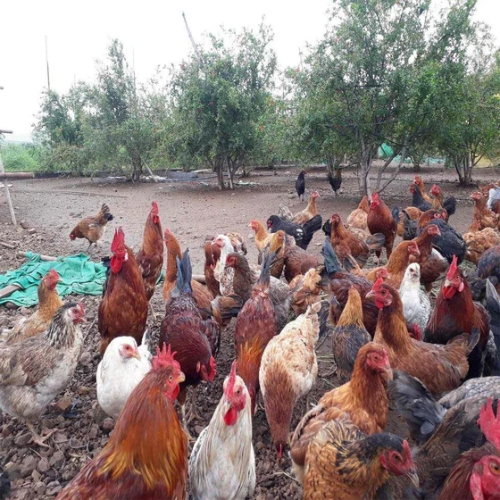 MultiColor Desi chicken — slow growing good quality