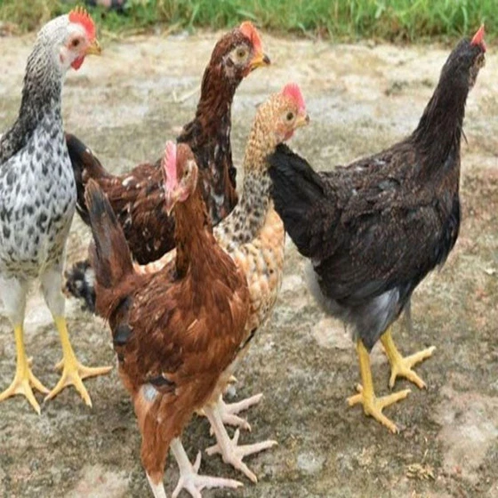 multicolor-desi-chicken-2.webp