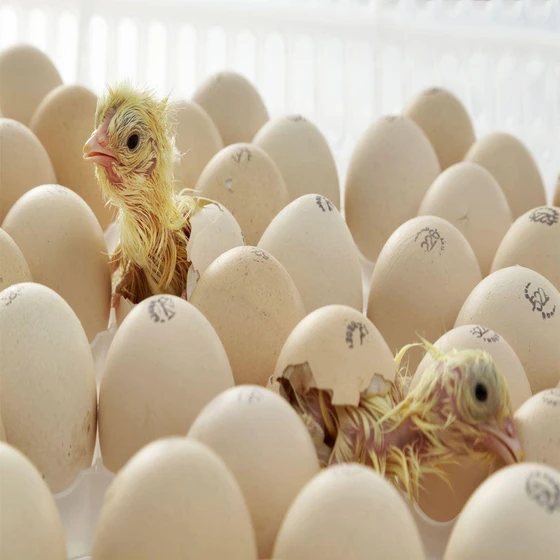 poultry-chicken-eggs-2.webp