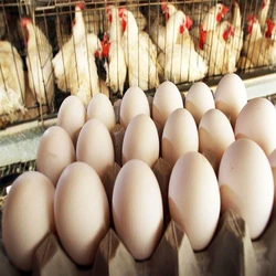 Poultry Chicken Eggs