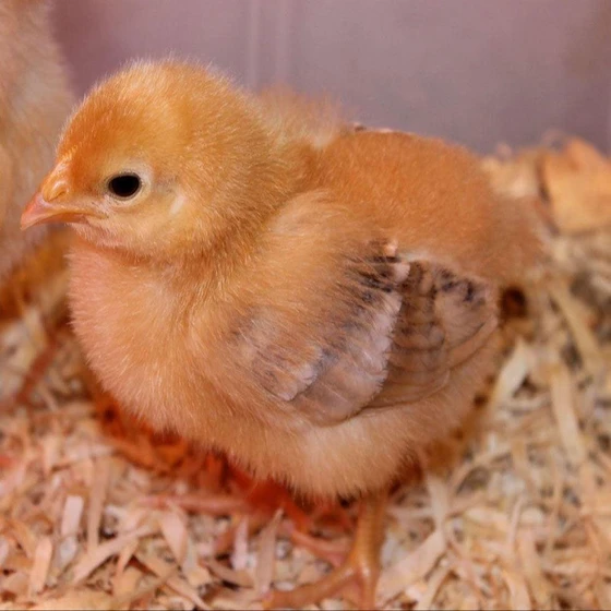 brown-broiler-chicks-2.webp