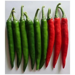 Cauliflower Green Chillis Seeds