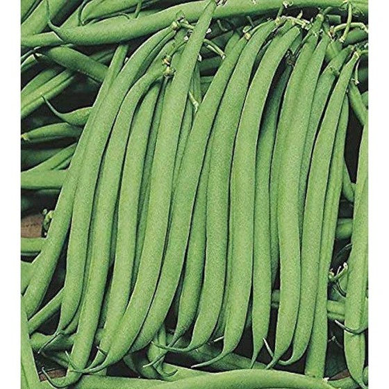 bean-hybrid-seed-2.webp