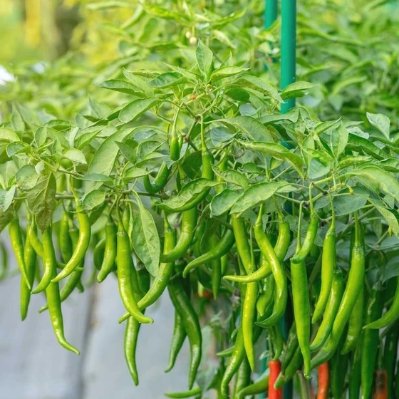 hybrid-chilli-seeds-1.webp