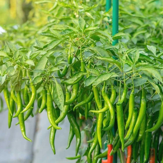hybrid-chilli-seeds-2.webp