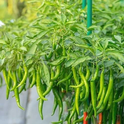 Hybrid Chilli Seeds