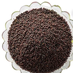 Brown Nagina Gold Mustard Seed