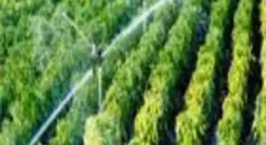 Lateral Cock, UsageApplication Drip Irrigation