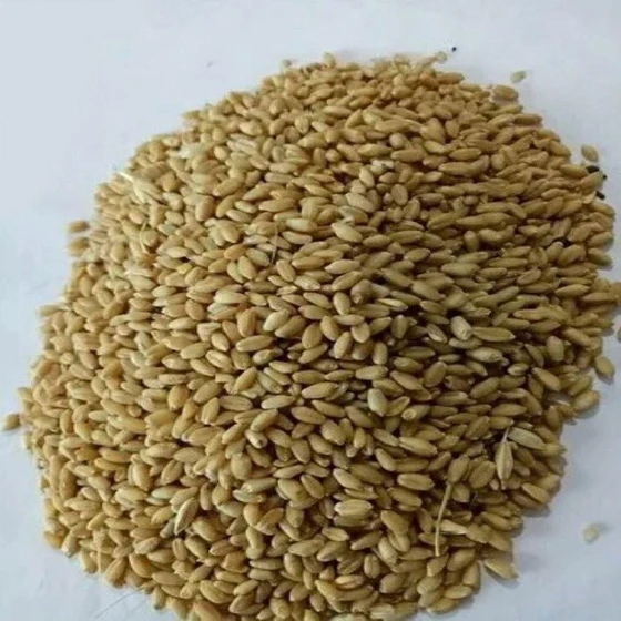Brown Dried Wheat — Nutritious features natural style