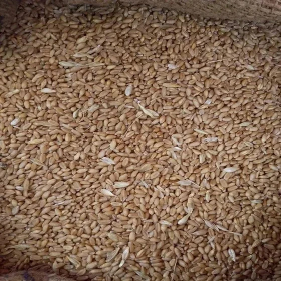 brown-dried-wheat-2.webp
