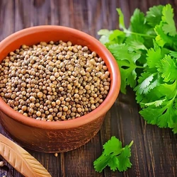 Coriander Organic Seeds