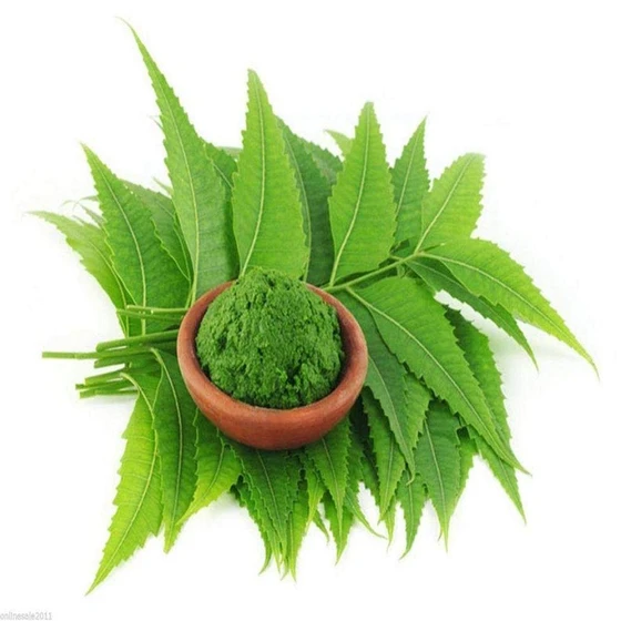 green-neem-leaf-2.webp