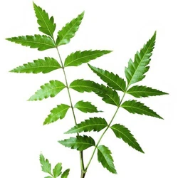 Green Neem Leaf