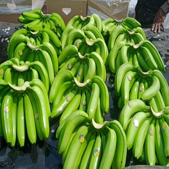 Cavendish Fresh Banana — Yellowish green organic