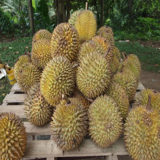 natural-durin-fruit-2.webp