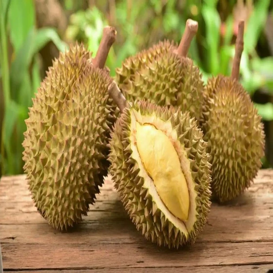 common-durin-fruit-2.webp