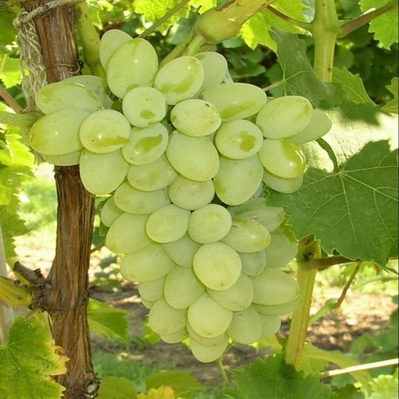 fresh-seedless-grapes-2.webp
