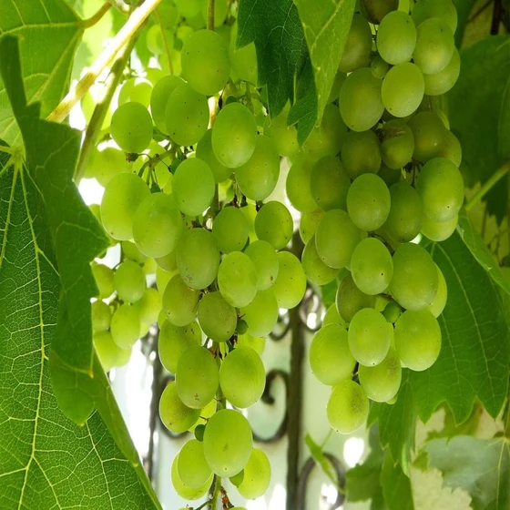 indian-fresh-grapes-2.webp