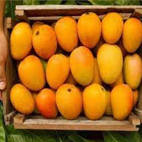 alphonso-common-mangoes-2.webp