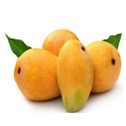 Alphonso Common Mangoes