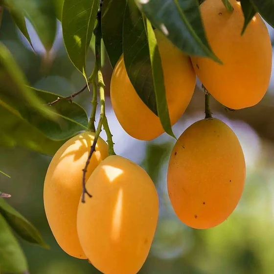 common-alphonso-mangoes-2.webp
