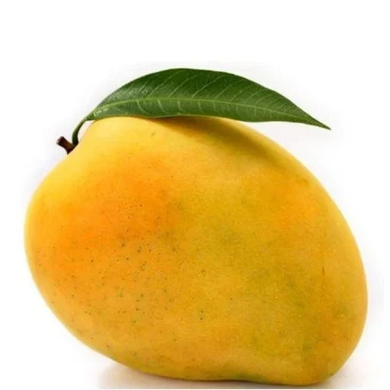 organic-a-grade-mango-1.webp