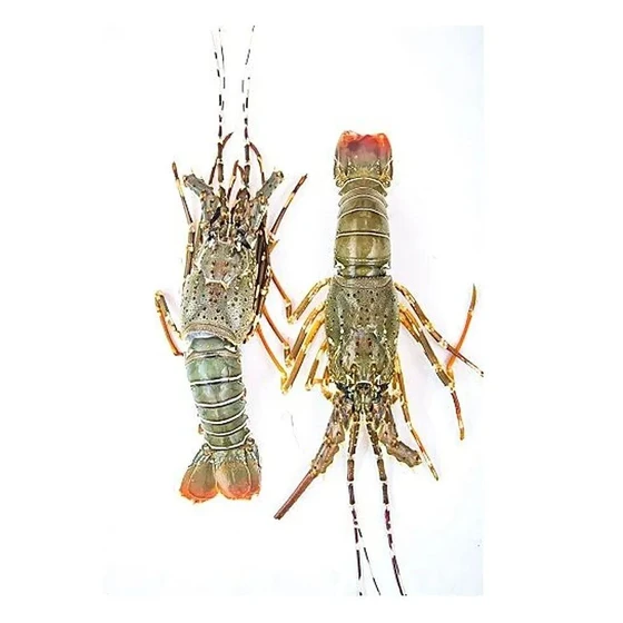 Pure Organic Lobster — 12 months shelf life instant food