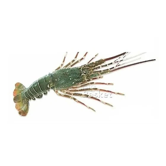 pure-organic-lobster-2.webp