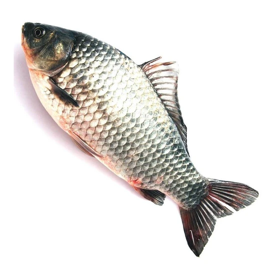 fresh-katla-fish-1.webp