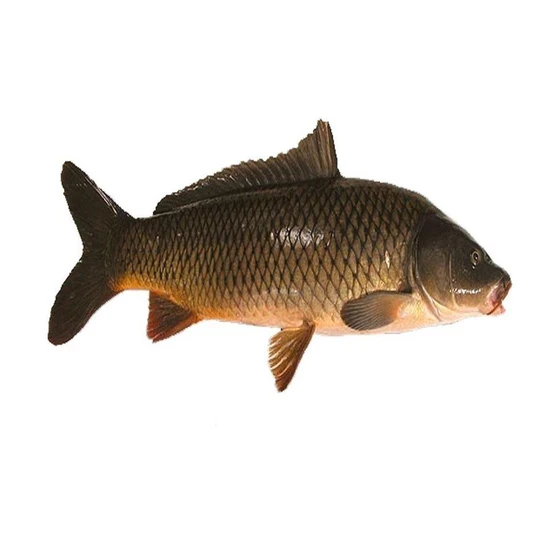 Common Carp Fish — Consumes range different natural food