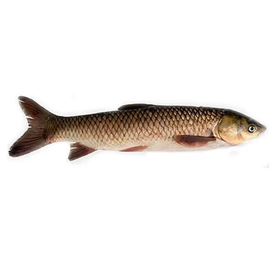 common-carp-fish-2.webp
