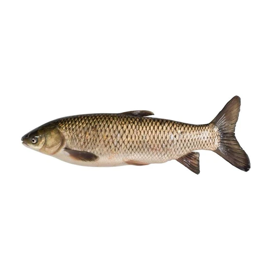 Grass Carp Fish — Unwanted aquatic vegetation