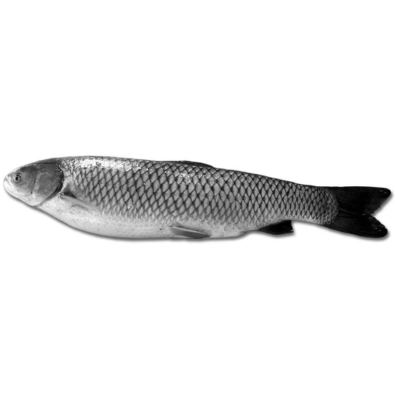 grass-carp-fish-2.webp