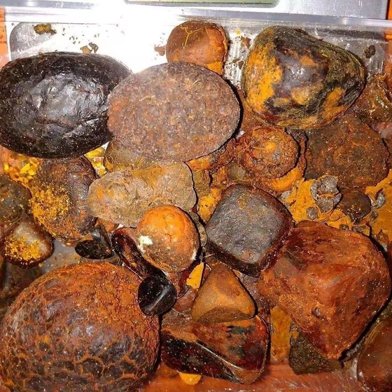 Herbal Ox Gallstones — Used for liver disease
