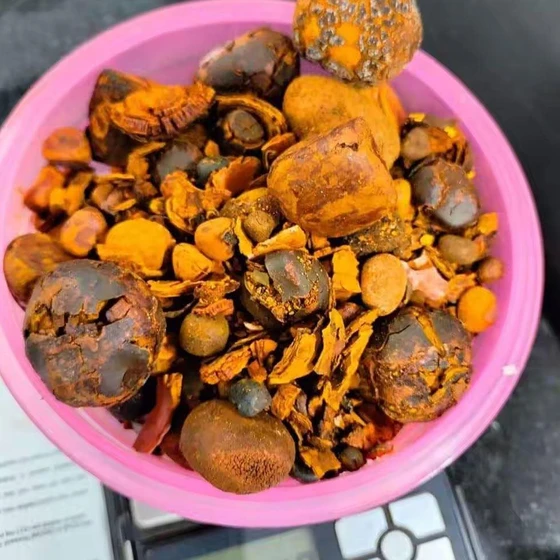 herbal-ox-gallstones-2.webp