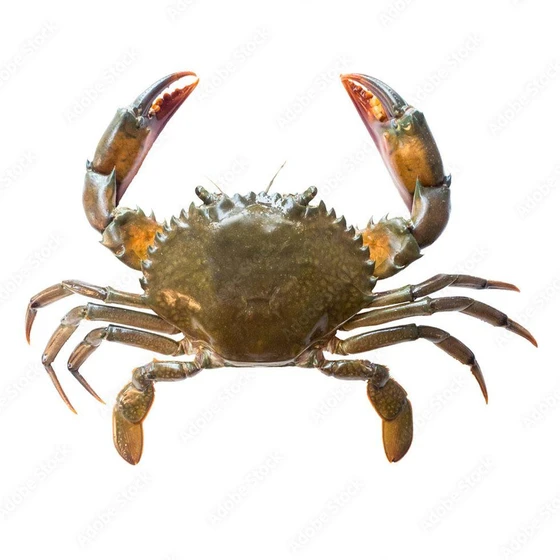 Brown Mud Crab — Healthy and nutritious products