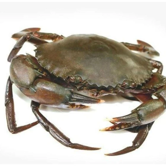 brown-mud-crab-2.webp