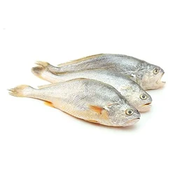 Fresh Croaker Fish
