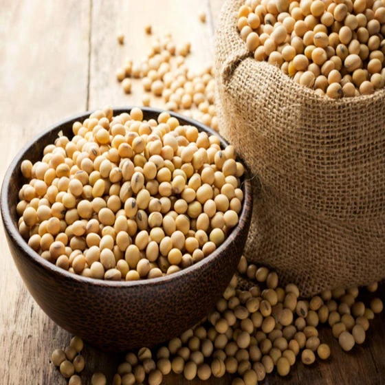 Guar Seeds — Largely used natural outdoor
