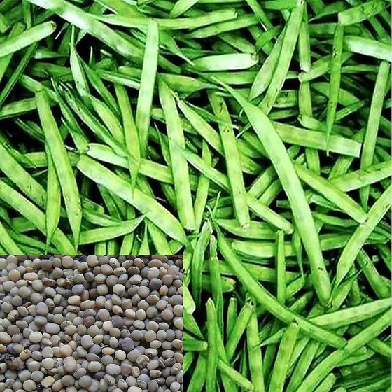 guar-seeds-2.webp