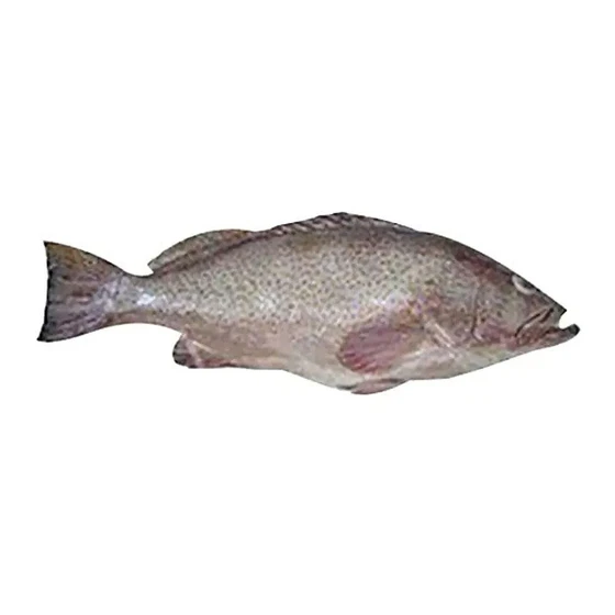 Frozen Reef Cod Fish — Excellent source of lean protein