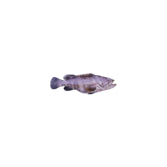 frozen-reef-cod-fish-2.webp