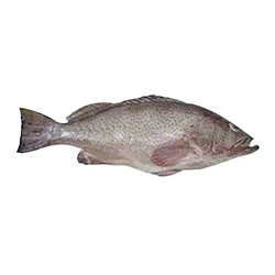 Frozen Reef Cod Fish