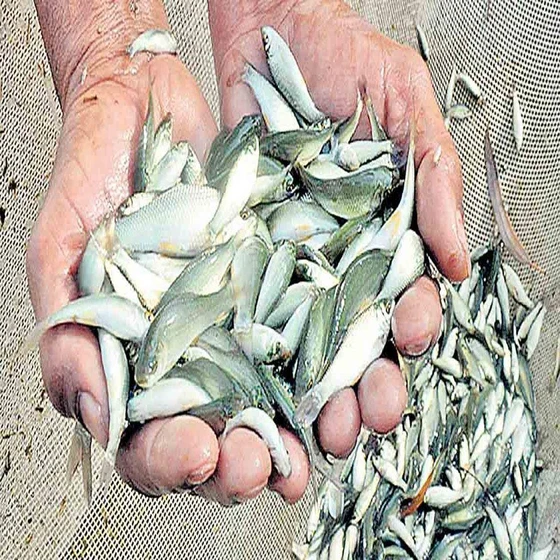 katla-fish-seeds-2.webp