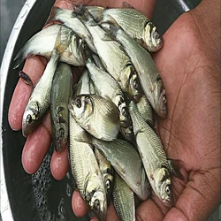 Katla Fish Seeds