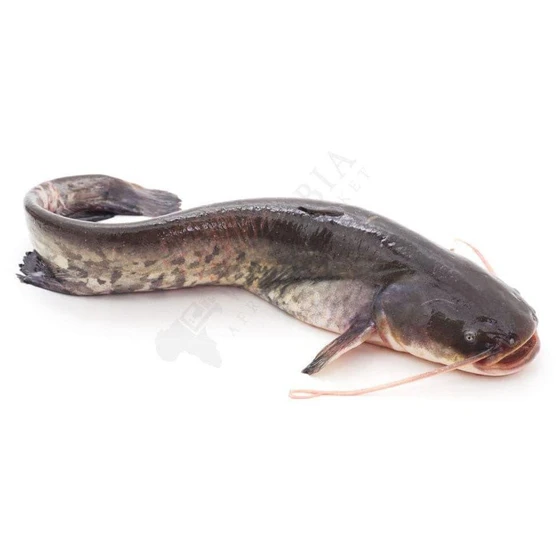 Fresh Cat Fish — Cold storage plastic crates