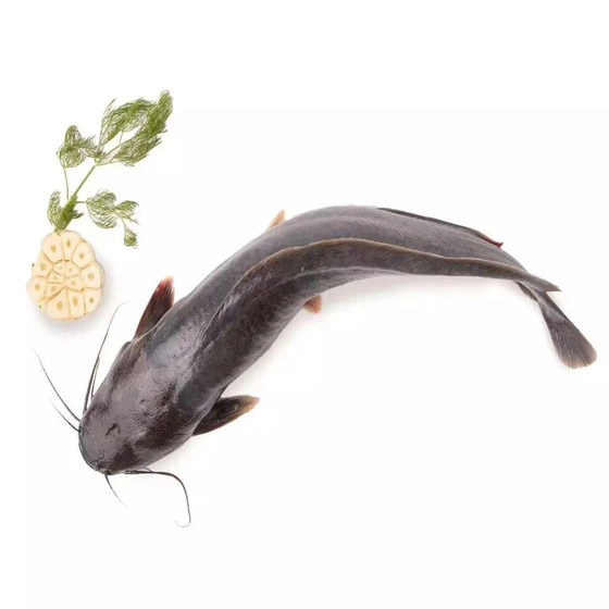 fresh-cat-fish-2.webp