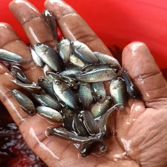 Whole Koi Fish Seed — Fresh frozen preserved